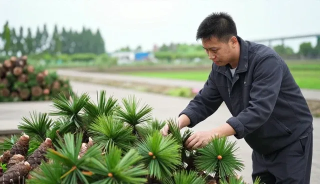 松树苗加工品的常见误区与正确理解